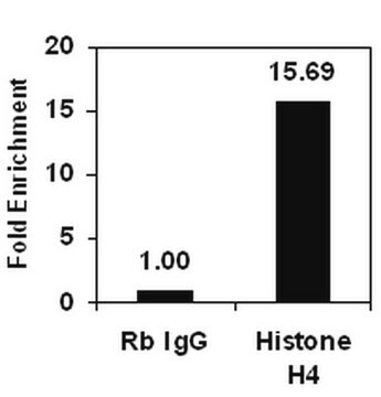 ChIPAb+ Histone H4 - ChIP Validated Antibody and Primer Set, rabbit monoclonal from rabbit