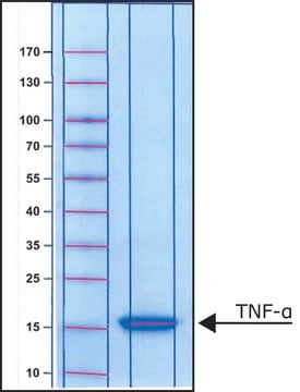 Tumor Necrosis Factor-&#945; from mouse TNF-&#945;, recombinant, expressed in E. coli, powder, suitable for cell culture