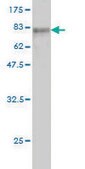 Monoclonal Anti-TUBA6 antibody produced in mouse clone S11, purified immunoglobulin, buffered aqueous solution