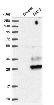 Anti-EMP2 antibody produced in rabbit Prestige Antibodies&#174; Powered by Atlas Antibodies, affinity isolated antibody, buffered aqueous glycerol solution