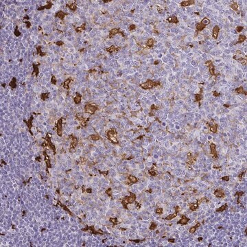 Anti-GSN antibody produced in rabbit Prestige Antibodies&#174; Powered by Atlas Antibodies, affinity isolated antibody