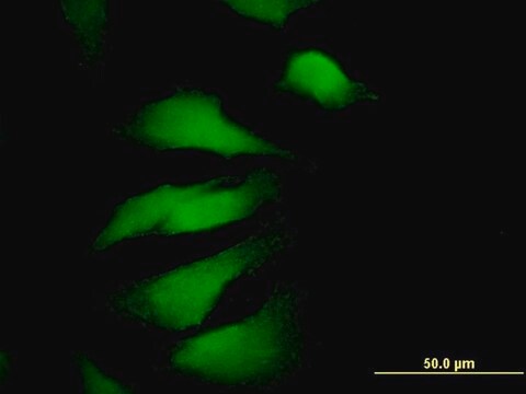 Monoclonal Anti-EDIL3 antibody produced in mouse clone 4C9, purified immunoglobulin, buffered aqueous solution