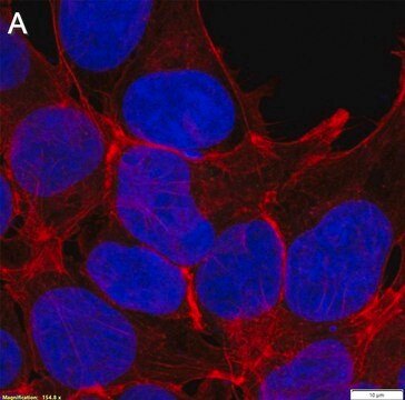 Anti-CAM-cysteine Antibody, clone 4E7 ZooMAb&#174; Rabbit Monoclonal recombinant, expressed in HEK 293 cells