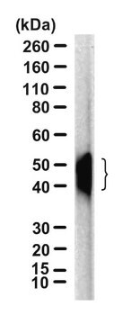 Anti-CD63 Antibody, clone 3G12 ZooMAb&#174; Rabbit Monoclonal recombinant, expressed in HEK 293 cells