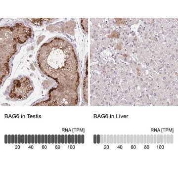 Anti-BAG6 antibody produced in rabbit Prestige Antibodies&#174; Powered by Atlas Antibodies, affinity isolated antibody, buffered aqueous glycerol solution