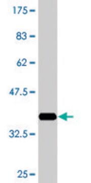 Monoclonal Anti-LRRC4C, (C-terminal) antibody produced in mouse clone 1G5, purified immunoglobulin, buffered aqueous solution