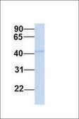 Anti-GOLM1 antibody produced in rabbit affinity isolated antibody