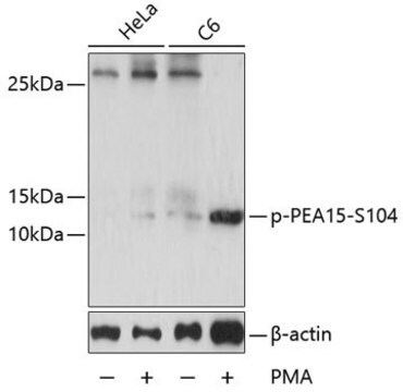 Anti-Phospho-PEA15-S104 antibody produced in rabbit