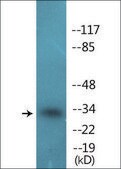 Anti-phospho-CDK1/CDC2 (pThr14) antibody produced in rabbit affinity isolated antibody