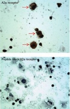 Anti-ADORA2A (C-terminal) antibody produced in rabbit affinity isolated antibody