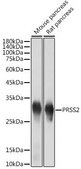 Anti-PRSS2 antibody produced in rabbit