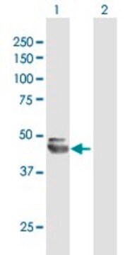 Anti-NEU1 antibody produced in mouse purified immunoglobulin