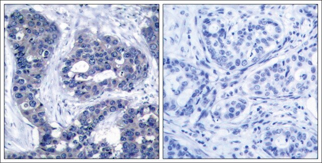 Anti-phospho-IRS1 (pSer639) antibody produced in rabbit affinity isolated antibody