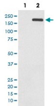 Monoclonal Anti-EGFR (phospho Y1068) antibody produced in rabbit clone HOF-5