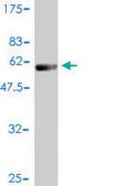 Monoclonal Anti-PSMB4 antibody produced in mouse clone 6G7-E8, purified immunoglobulin, buffered aqueous solution