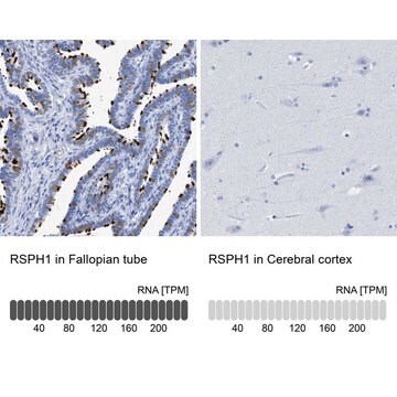 Anti-RSPH1 antibody produced in rabbit Prestige Antibodies&#174; Powered by Atlas Antibodies, affinity isolated antibody, buffered aqueous glycerol solution