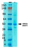 Monoclonal Anti-Gaba-B Receptor 1 - Atto 488 antibody produced in mouse clone S93A-49, purified immunoglobulin