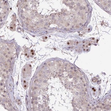 Anti-ZSCAN9 antibody produced in rabbit Prestige Antibodies&#174; Powered by Atlas Antibodies, affinity isolated antibody, buffered aqueous glycerol solution