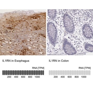 Anti-IL1RN antibody produced in rabbit Prestige Antibodies&#174; Powered by Atlas Antibodies, affinity isolated antibody, buffered aqueous glycerol solution