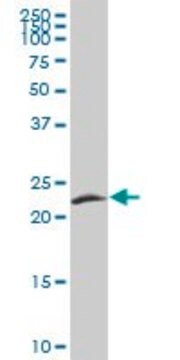 Anti-FGF21 antibody produced in mouse purified immunoglobulin, buffered aqueous solution