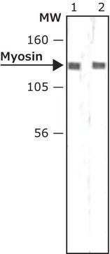 Monoclonal Anti-Myosin Light Chain Kinase antibody produced in mouse clone K36, ascites fluid