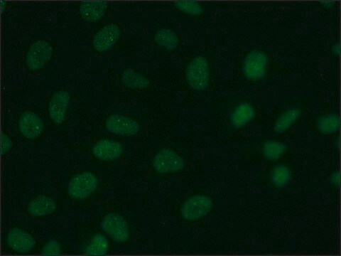 Anti-CHD1 (C-terminal) antibody from rabbit affinity isolated antibody