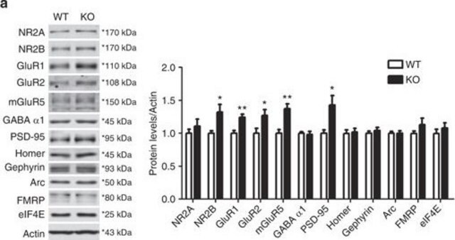 Anti-GABAA Receptor &#945;1 Antibody Upstate&#174;, from rabbit