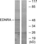 Anti-EDNRA antibody produced in rabbit affinity isolated antibody