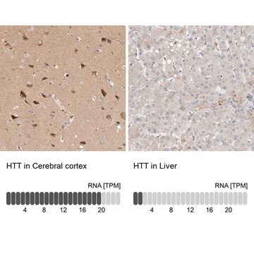 Anti-HTT antibody produced in rabbit Prestige Antibodies&#174; Powered by Atlas Antibodies, affinity isolated antibody, buffered aqueous glycerol solution