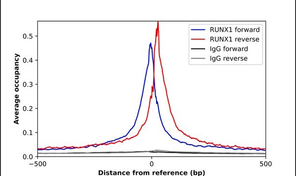 Anti-RUNX1 antibody produced in rabbit Prestige Antibodies&#174; Powered by Atlas Antibodies, affinity isolated antibody
