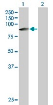 Anti-ZFYVE1 antibody produced in mouse purified immunoglobulin, buffered aqueous solution