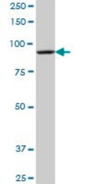 Anti-DHTKD1 antibody produced in mouse IgG fraction of antiserum, buffered aqueous solution