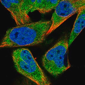 Anti-HDAC4 antibody produced in rabbit Prestige Antibodies&#174; Powered by Atlas Antibodies, affinity isolated antibody
