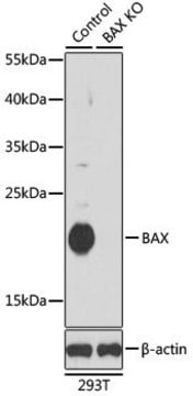 Anti-BAX antibody produced in rabbit