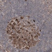 Anti-APAF1 antibody produced in rabbit Prestige Antibodies&#174; Powered by Atlas Antibodies, affinity isolated antibody, buffered aqueous glycerol solution