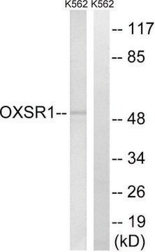 Anti-OXSR1 antibody produced in rabbit affinity isolated antibody