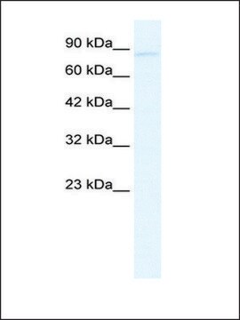 Anti-GRIK2 (AB1) antibody produced in rabbit IgG fraction of antiserum