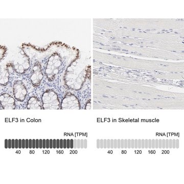 Anti-ELF3 antibody produced in rabbit Ab2, Prestige Antibodies&#174; Powered by Atlas Antibodies, affinity isolated antibody, buffered aqueous glycerol solution