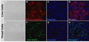 BioTracker NTP-Transporter Molecule Quick and efficient transport of labeled NTPs into cells for live cell imaging of DNA replication, synthesis, etc. Labeling of DNA with fluorescent NTPs is one of the essential methods in cell cycle analysis.
