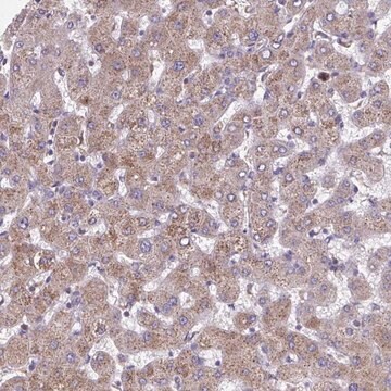 Anti-NIPSNAP1 antibody produced in rabbit Prestige Antibodies&#174; Powered by Atlas Antibodies, affinity isolated antibody, buffered aqueous glycerol solution