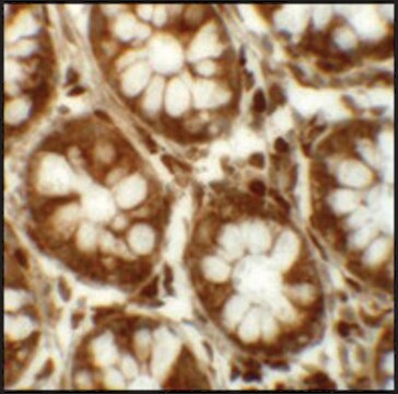 Anti-LRRFIP2 antibody produced in rabbit affinity isolated antibody