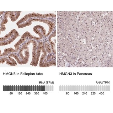 Anti-HMGN3 Prestige Antibodies&#174; Powered by Atlas Antibodies, affinity isolated antibody