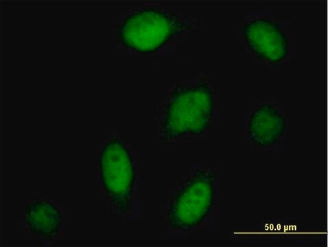 Anti-CPSF3 antibody produced in mouse purified immunoglobulin, buffered aqueous solution