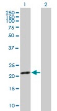 Anti-SYT16 antibody produced in mouse purified immunoglobulin, buffered aqueous solution