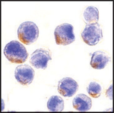 Anti-STAT1&#945; antibody produced in rabbit IgG fraction of antiserum, buffered aqueous solution