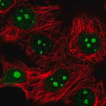 Anti-IMP4 antibody produced in rabbit Prestige Antibodies&#174; Powered by Atlas Antibodies, affinity isolated antibody