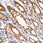 Anti-&#945;-Tubulin Antibody, clone 3P2D9, Rabbit Monoclonal