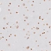 ANTI-SUN2 antibody produced in rabbit Prestige Antibodies&#174; Powered by Atlas Antibodies, affinity isolated antibody, buffered aqueous glycerol solution