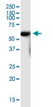 Anti-SLC7A7 antibody produced in mouse purified immunoglobulin, buffered aqueous solution