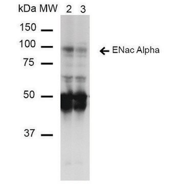 Monoclonal Anti-ENaC alpha-Allophycocyanin antibody produced in mouse clone 14E10